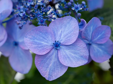 9 Stunning Blue Hydrangeas For Your Garden – Nice Green Tool